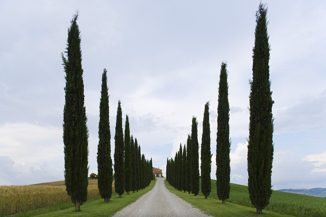 Cypress alley and farm, San Quirico d'Orcia, Tuscany, Italy