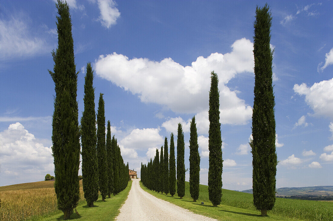 Zypressenallee und Bauernhof, San Quirico d'Orcia, Toskana, Italien