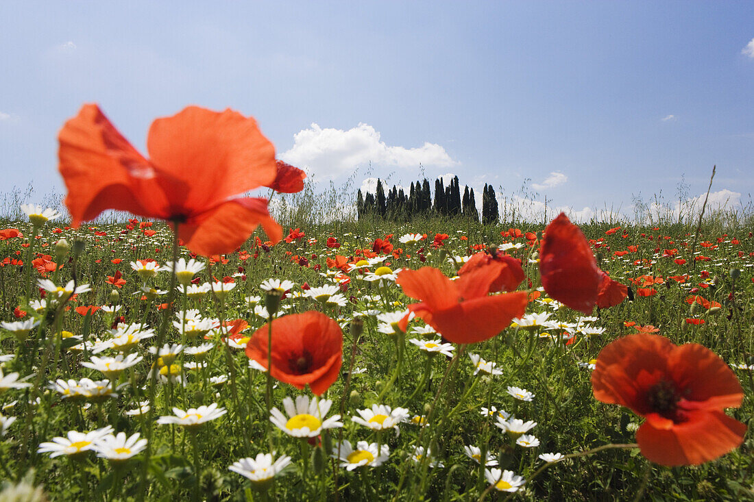 Frühjahrswiese bei San Quirico d'Orcia, FrühjahrswieseToskana, Italien