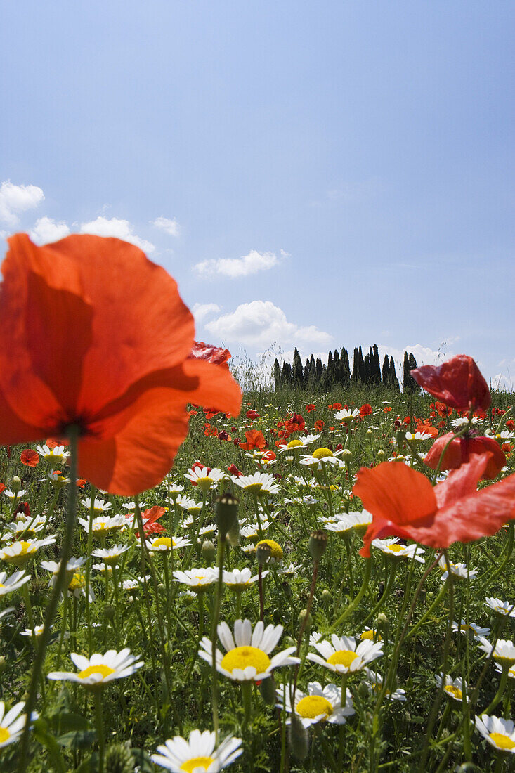 Frühjahrswiese bei San Quirico d'Orcia, FrühjahrswieseToskana, Italien