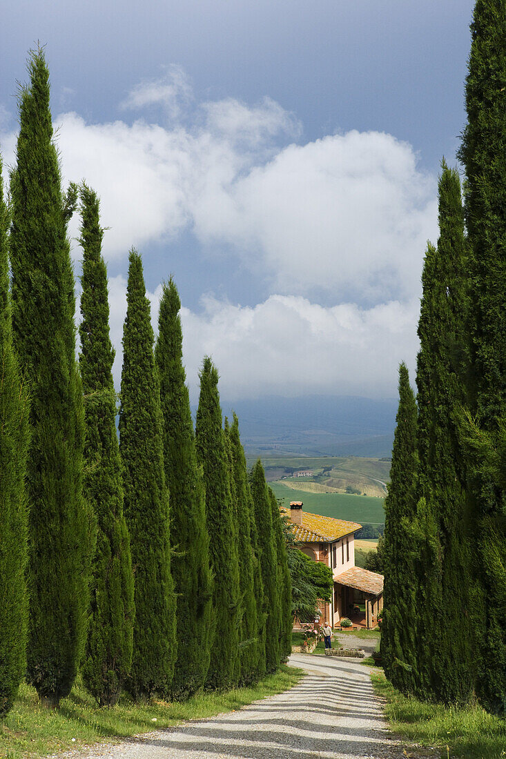 Zypressenallee und Bauernhof, San Quirico d'Orcia, Toskana, Italien