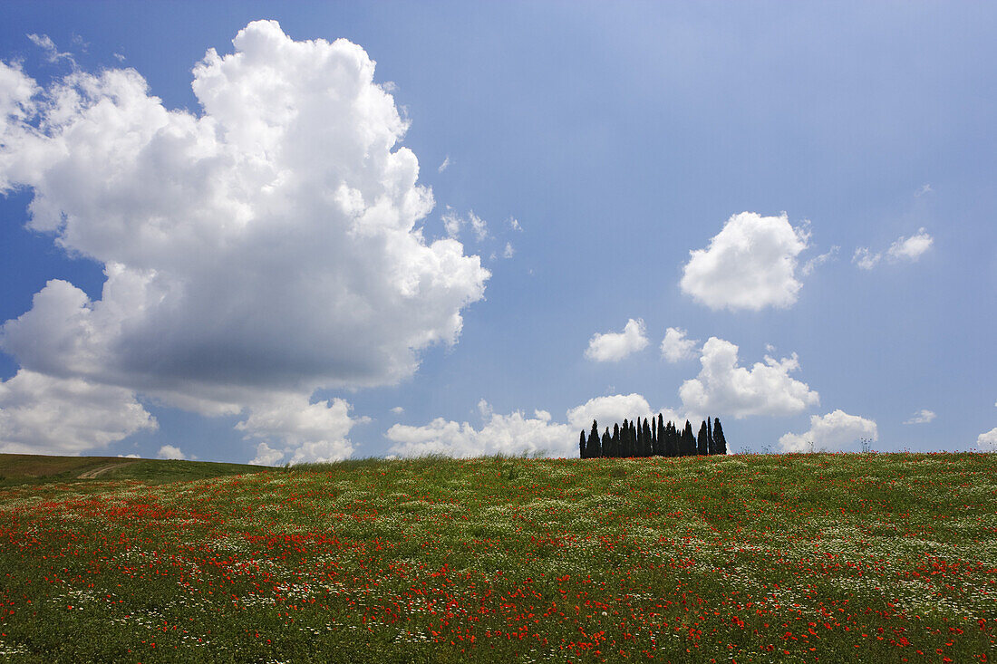 Frühjahrswiese bei San Quirico d'Orcia, FrühjahrswieseToskana, Italien