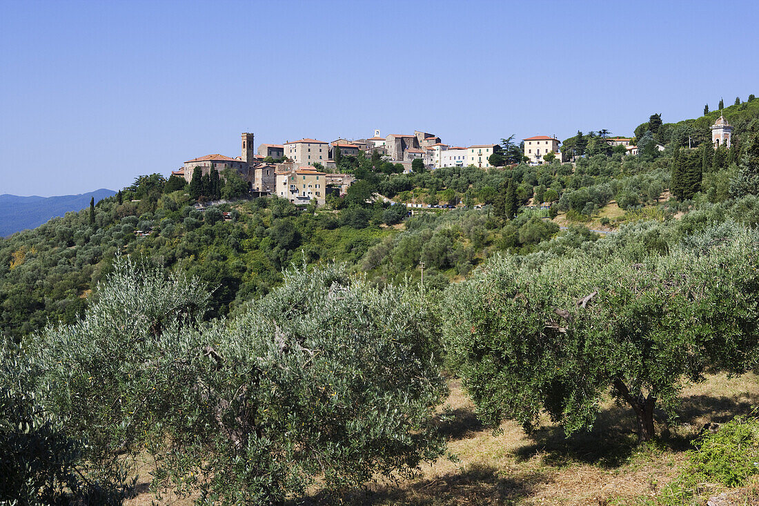 Olivenhain vor Montemassi, Toskana, Italien
