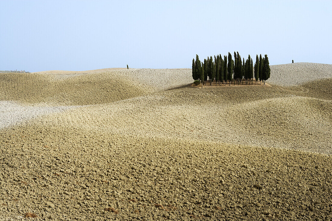 Zypressengruppe bei San Quirico d'Orcia, Toskana, Italien