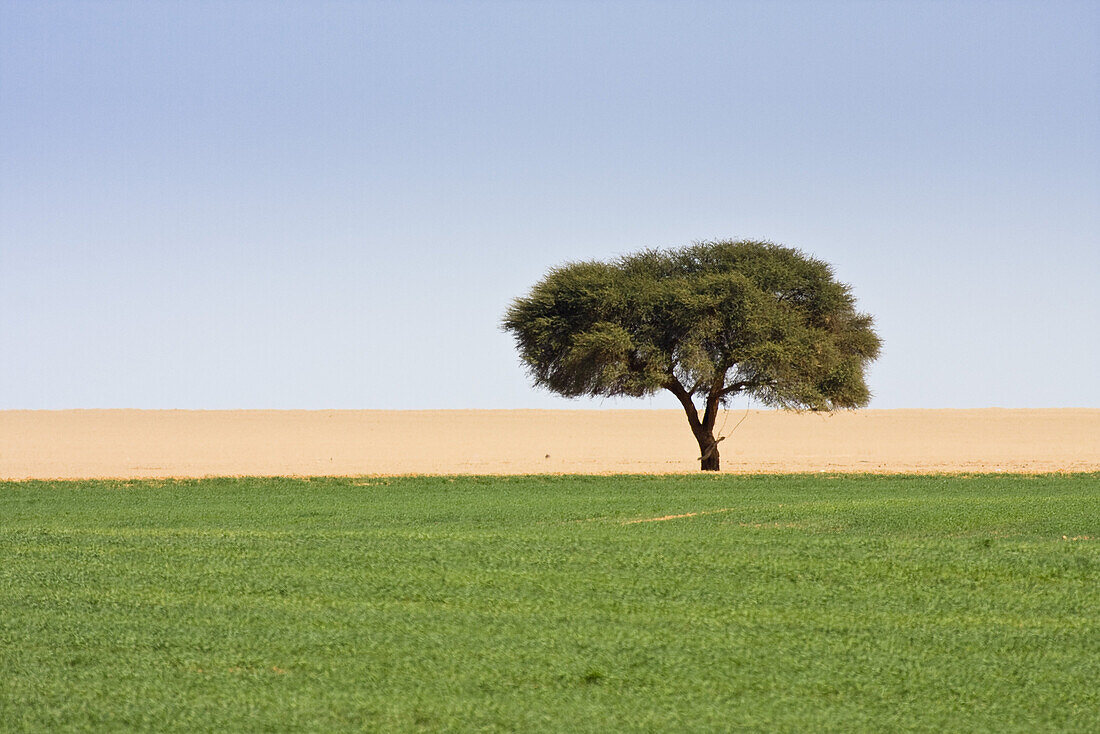 Bewässerungsprojekt in der libyschen Wüste, Libyen, Sahara, Nordafrika