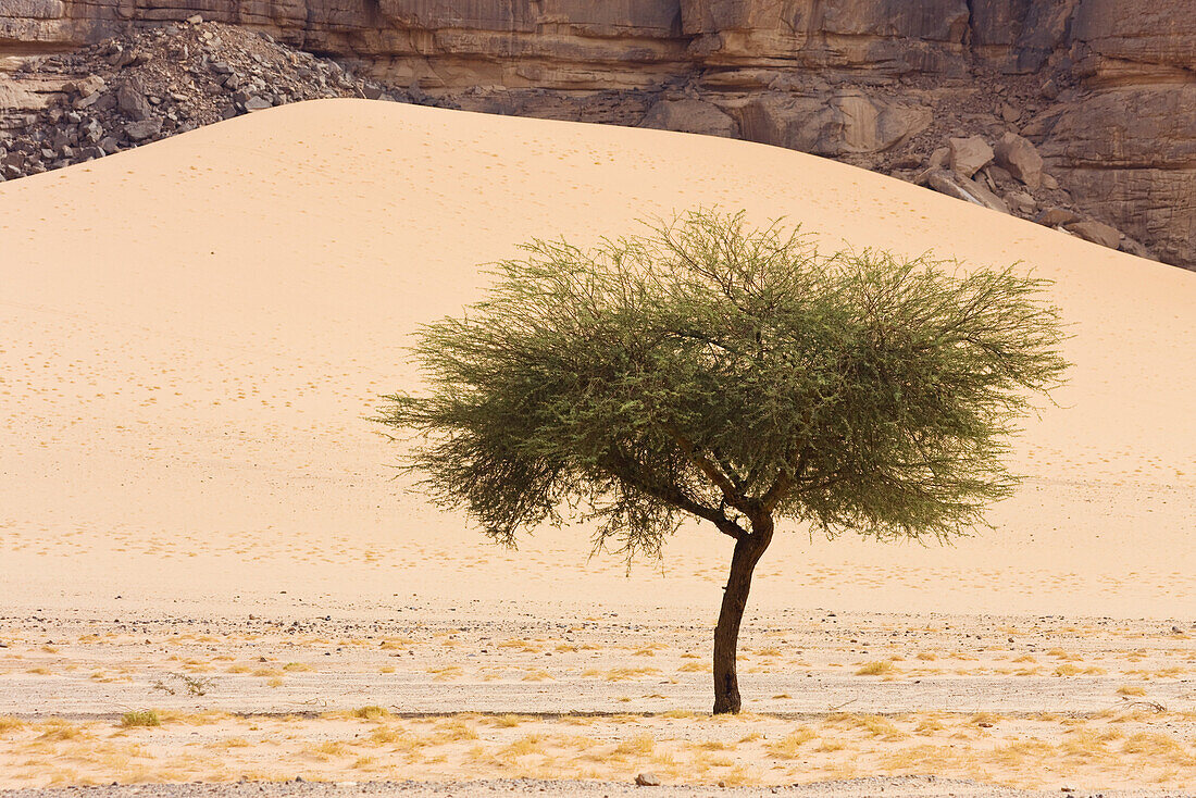 Akazie in der libysche Wüste, Sahara, Akakus Gebirge, Libyen, Nordafrika