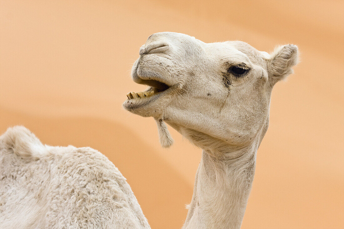 Dromedar bei Germa, Camelus dromedarius, Libyen, Sahara, Nordafrika