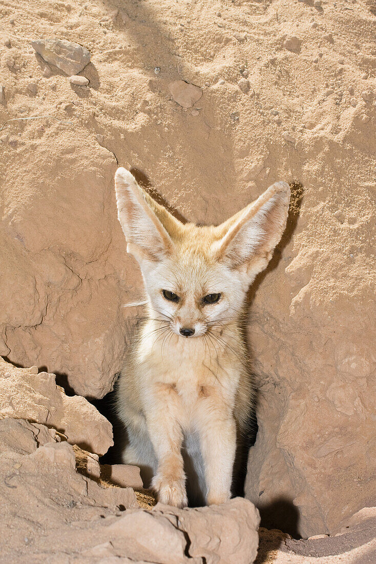 Fennec Fox, Canis zerdus, libyan desert, Libya, Africa