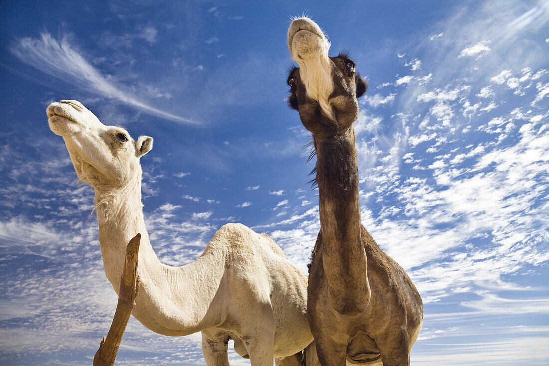 Dromedare, Camelus dromedarius, Libyen, Sahara, Nordafrika
