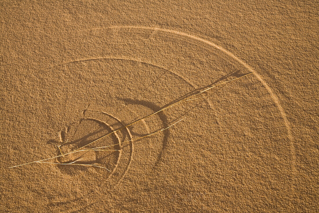 Grass making circles in the sand, libyan desert, Libya, Sahara, North Africa