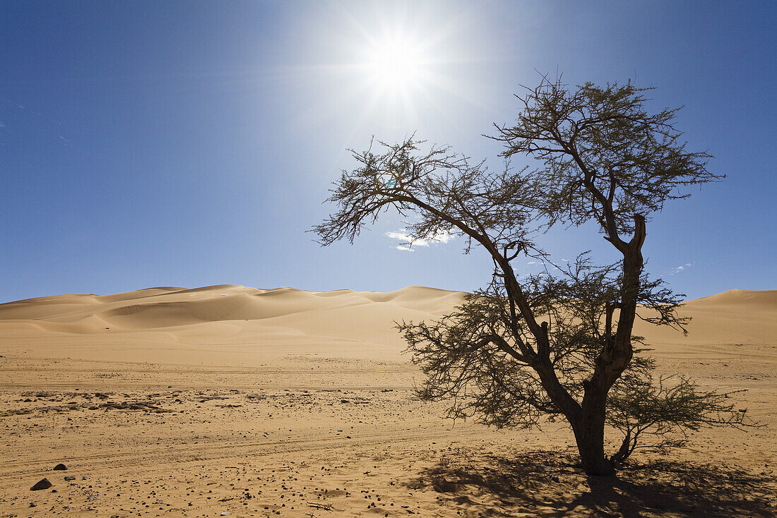 Akazie in der libyschen Wüste, Libyen, Sahara, Afrika