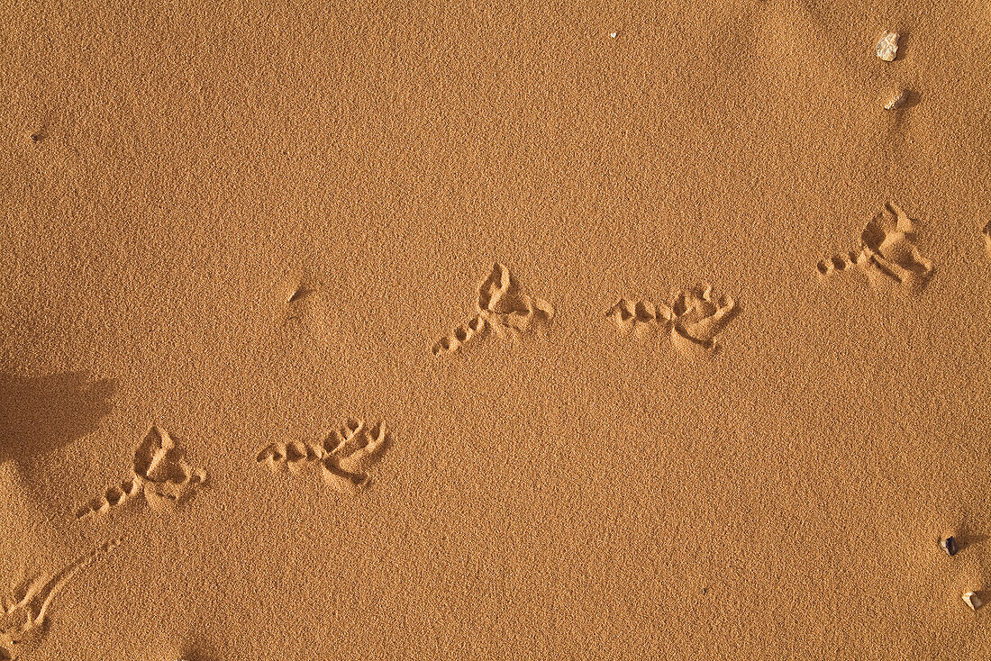 Bird's spoor in the libyan desert, Libya, Sahara, North Africa