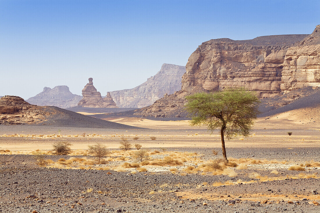 Akazie in der libysche Wüste, Sahara, Akakus Gebirge, Libyen, Nordafrika
