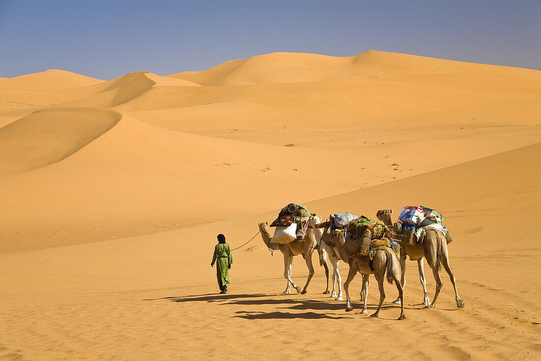 Kamel Karawane in der libyschen Wüste, Dromedare, Camelus dromedarius, Libyen, Sahara, Nordafrika