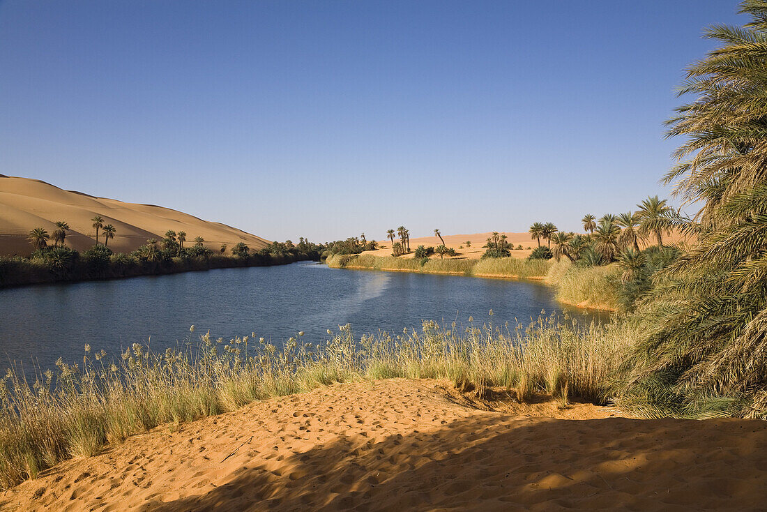 Mandaraseen in den Dünen von Ubari, Oase Um el Ma, libysche Wüste, Sahara, Libyen, Afrika