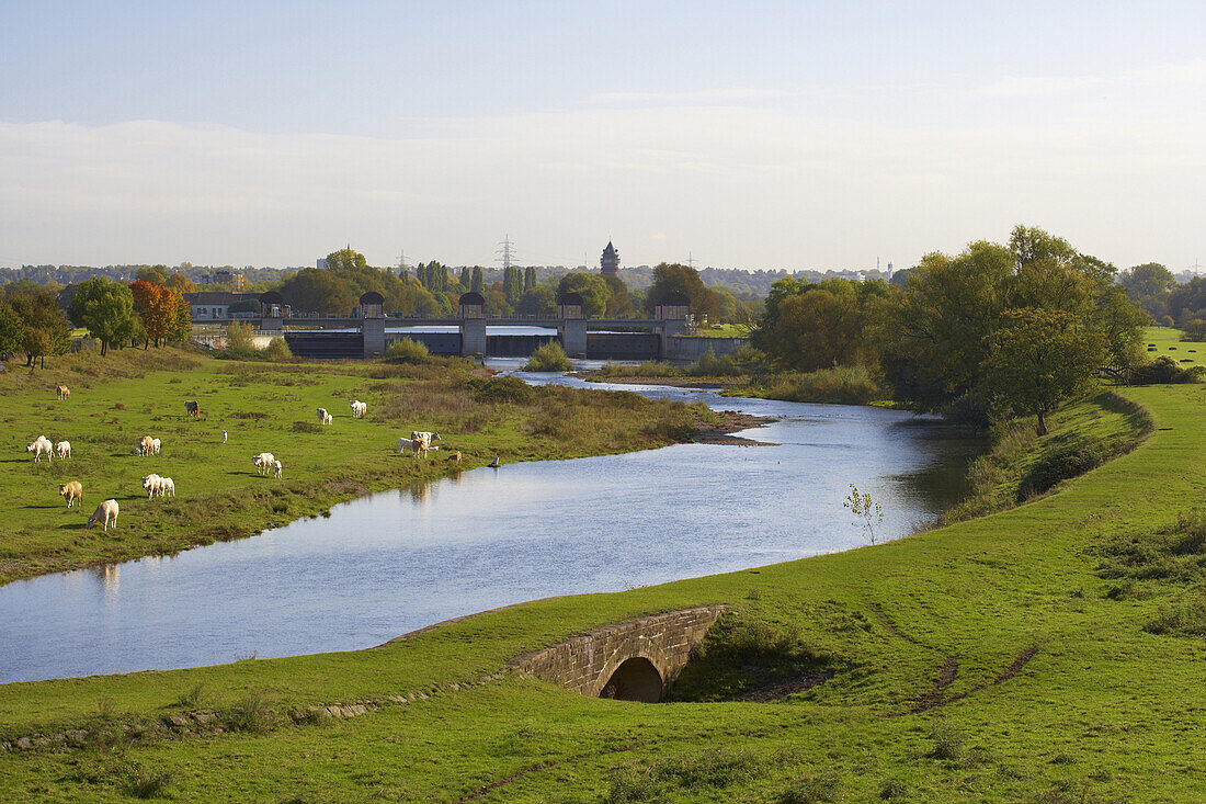 River Ruhr and pastures seen from  Raffelberg-bridge, Mülheim a. d. Ruhr, Ruhrgebiet, North Rhine-Westphalia, Germany, Europe