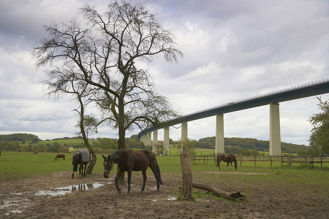 Horses grazing in Ruhr valley, Mintard Ruhr valley bridge, Muelheim, North Rhine-Westphalia, Germany