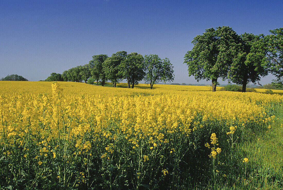 Rapsfeld und Kastanienallee, Mecklenburger Seenplatte, Mecklenburg-Vorpommern, Deutschland