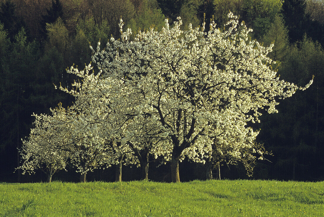 Kirschblüte im Breisgau bei Freiburg, Schwarzwald, Baden-Württemberg, Deutschland