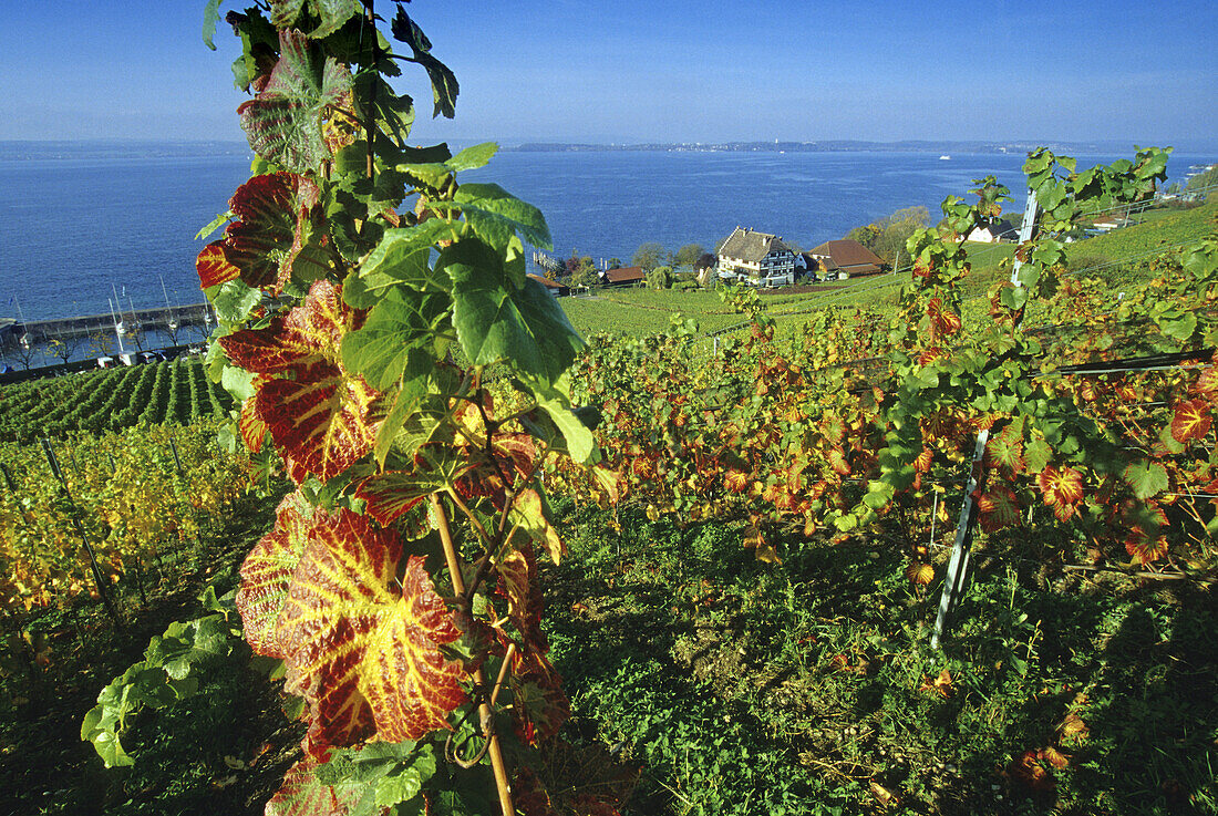 Blick auf ein Weingut am Seeufer, Bodensee, Baden-Württemberg, Deutschland