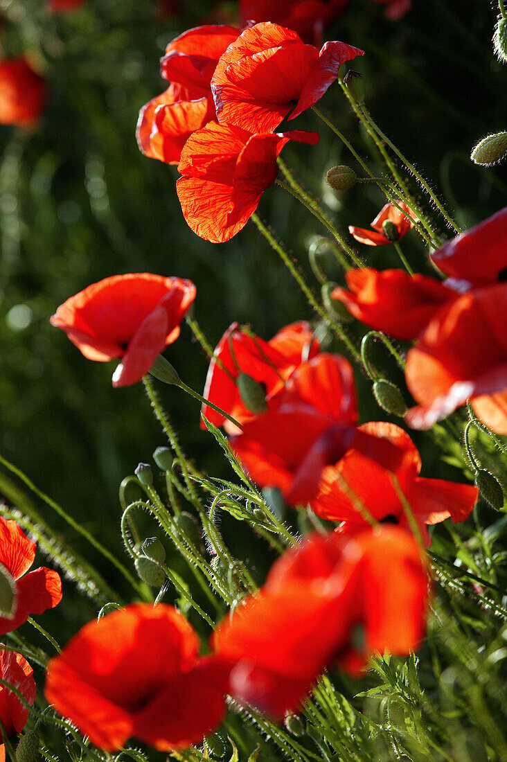 Red poppies in a field, Agriculture