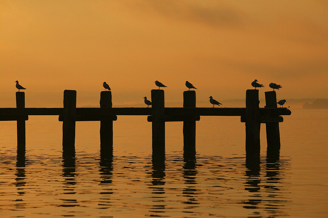 Pier with seagulls at sunrise, Lake Chiemsee, Chiemgau, Bavaria, Germany