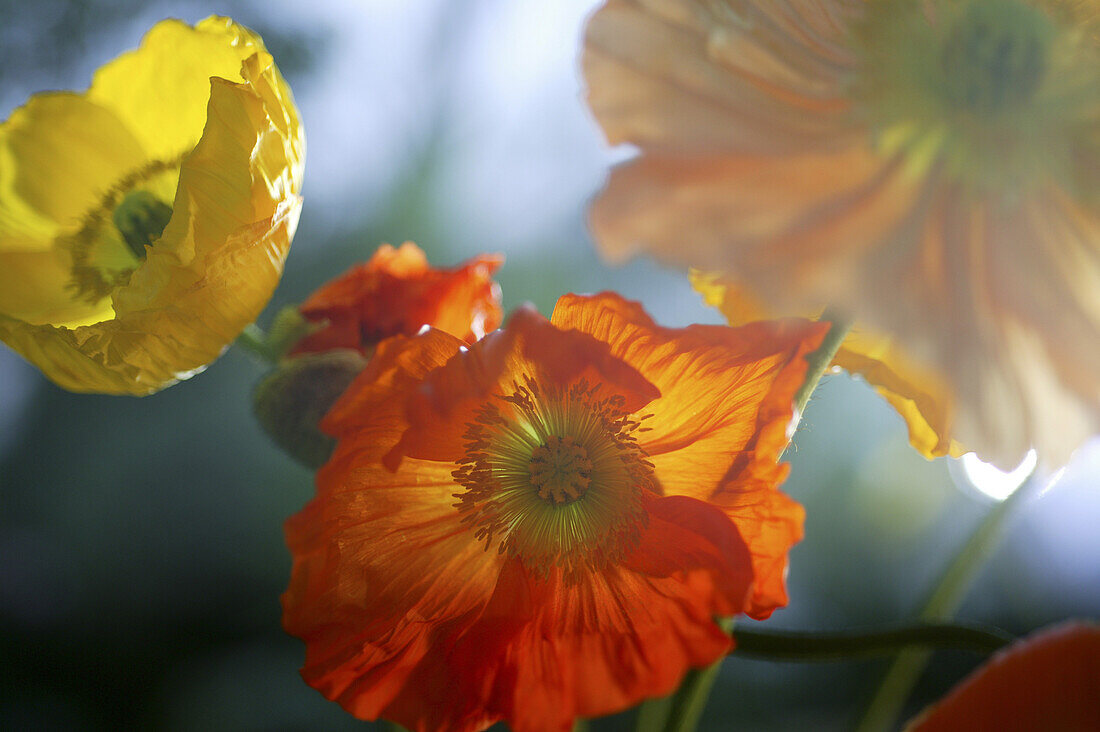 Close up of poppy flowers in a meadow