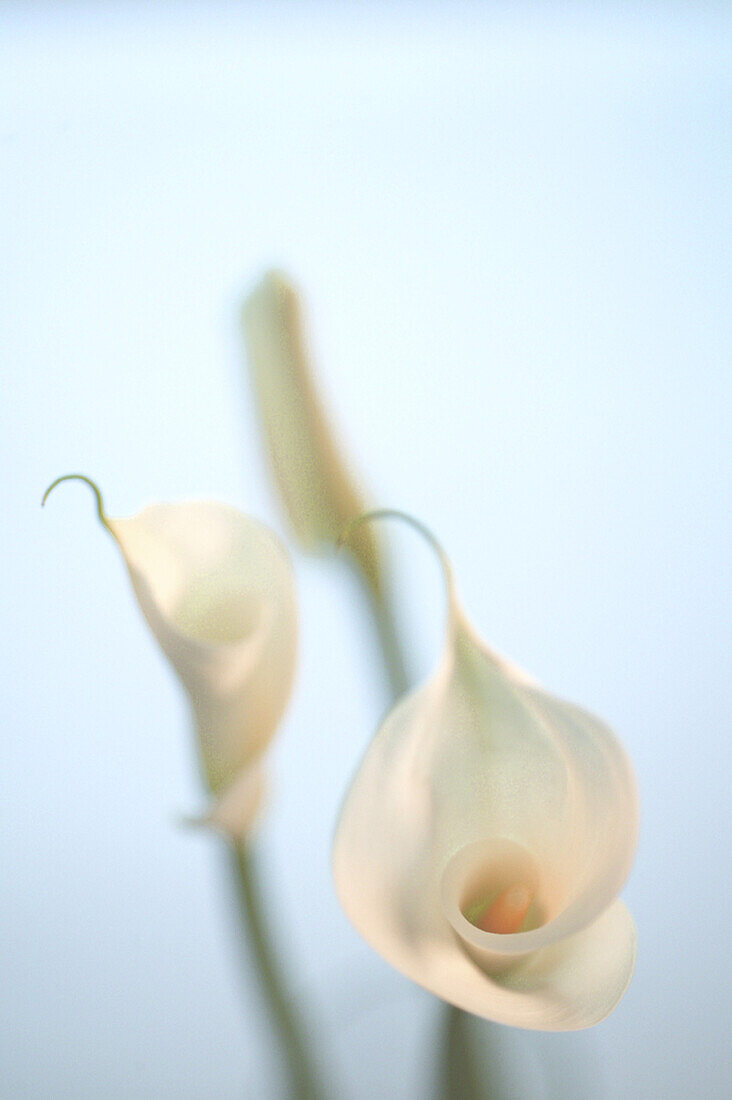 Calla Blüte, Calla palustris, Drachenwurz