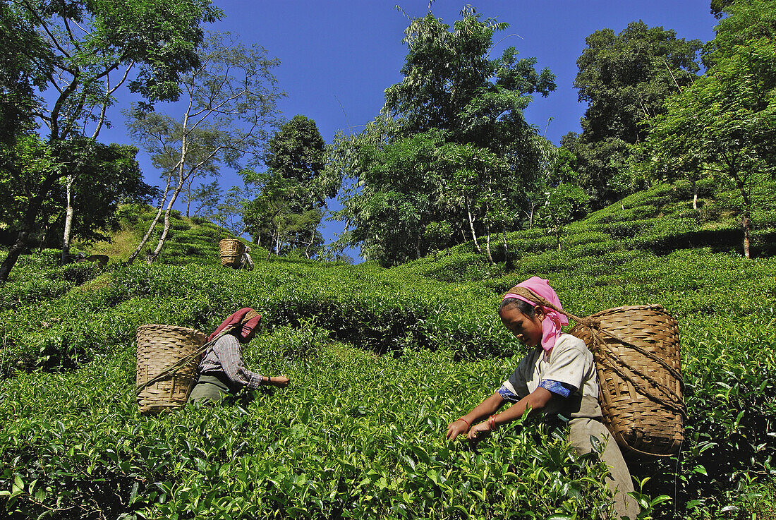 Teepflückerinnen auf Teeplantage Makaibari, Darjeeling, West Bengalen, Indien, Asien
