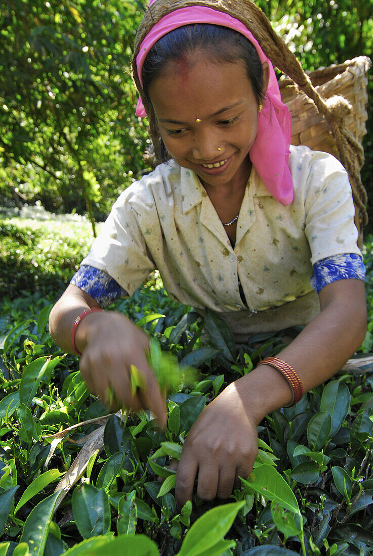 Teepflückerin auf Teeplantage Makaibari, Darjeeling, West Bengalen, Indien, Asien