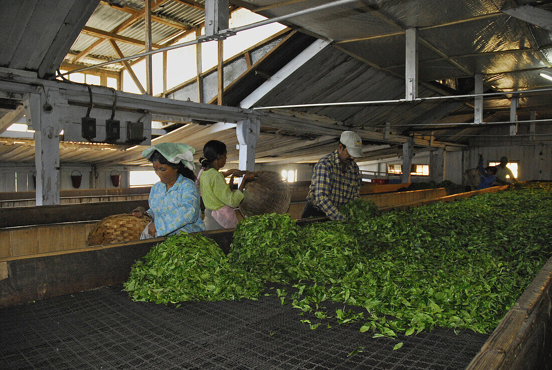 Tee wird zum Trocknen ausgeschüttet, Teeplantage Makaibari, Darjeeling, West Bengalen, Indien, Asien, Asien