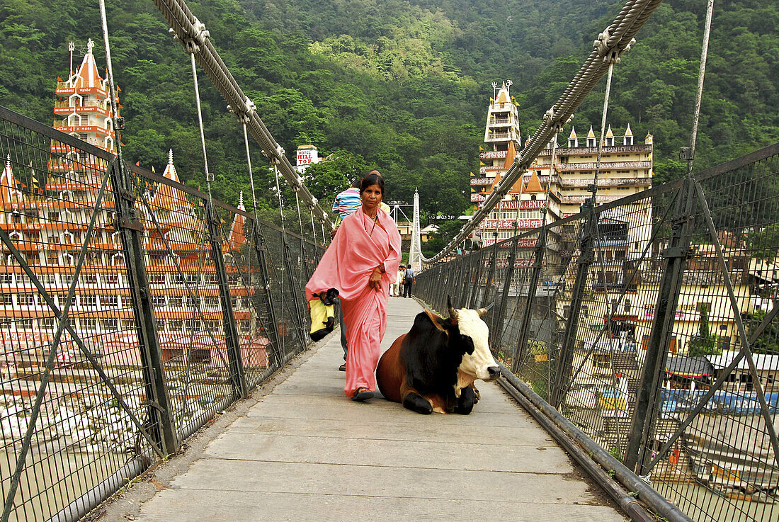 Cow and pilgrim on suspension bridge over Ganges river at Rishikesh with ashram, Uttarakhand, India, Asia