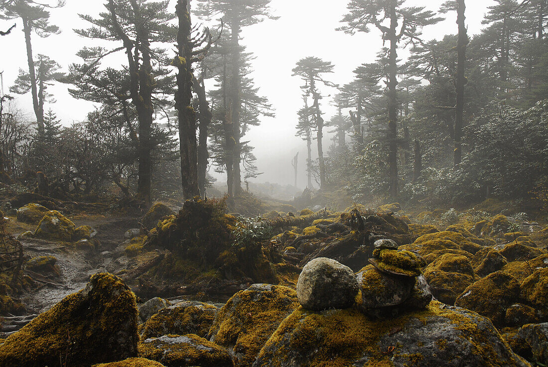 Bemooster Wald und Steine im Nebel, Trek zum Gocha La in der Kangchendzönga Region, Sikkim, Himalaya, Nord Indien, Asien