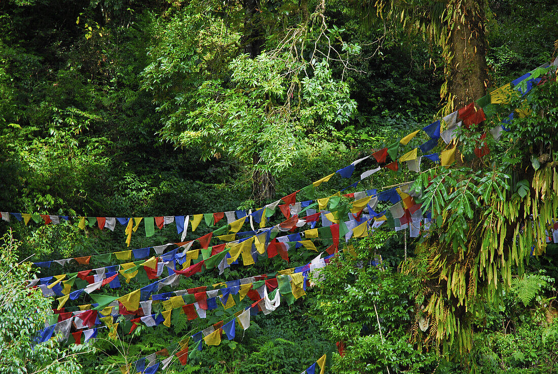 Blick auf Gebetsfahnen zwischen Bäumen, Sikkim, Himalaya, Nord Indien, Asien