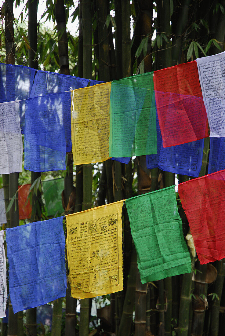 Prayer flags at Enchey monastery, Sikkim, Himalaya, Northern India, Asia