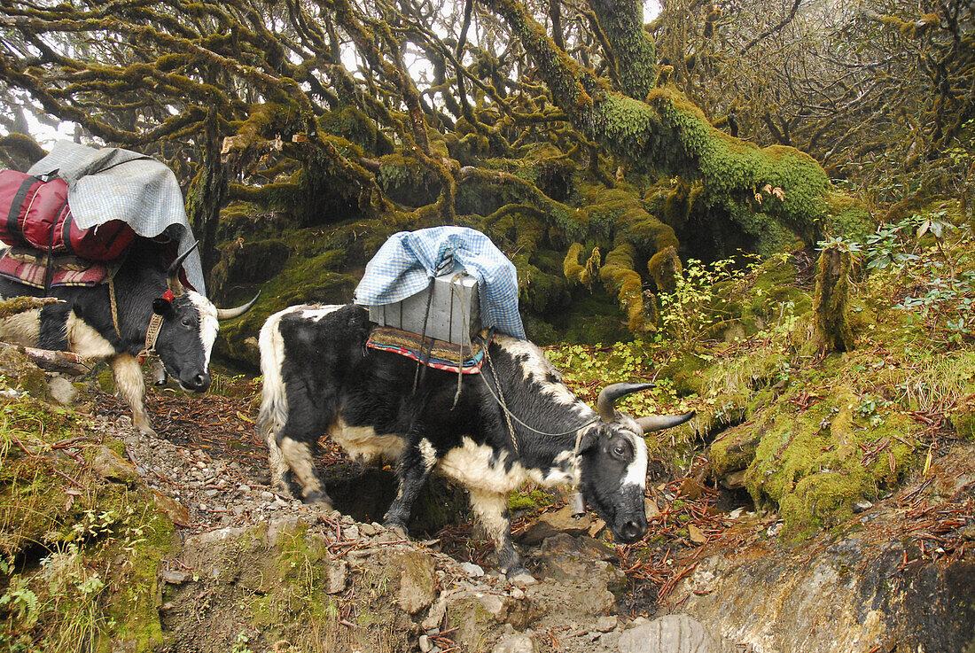 Yaks als Tragetier am Trek zum Gocha La in der Kangchendzönga Region, Sikkim, Himalaja, Nord Indien, Asien