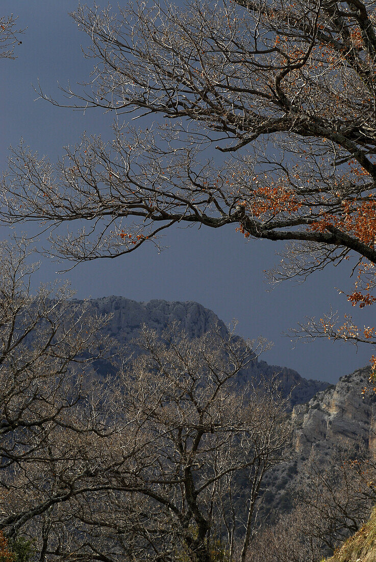 Autumnal trees at Verdon Canyon, Haute Provence, France, Europe