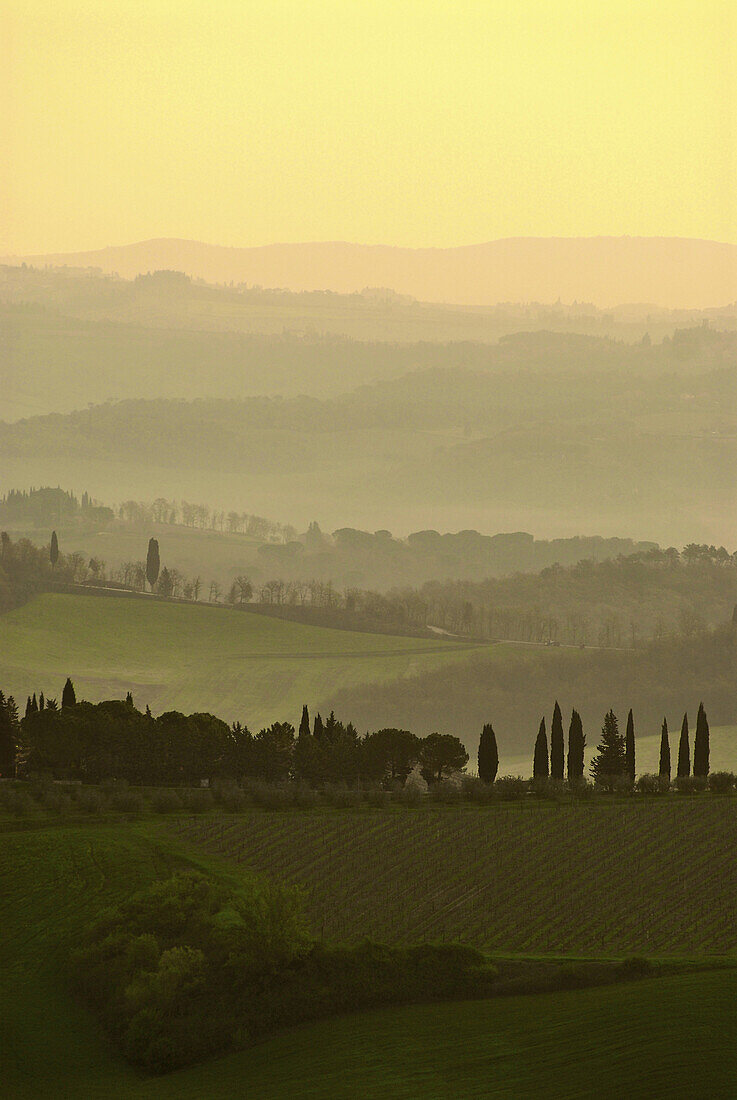 Landschaft mit Zypressen und grünen Hügeln im Frühjahr am Morgen, Toskana, Italien, Europa