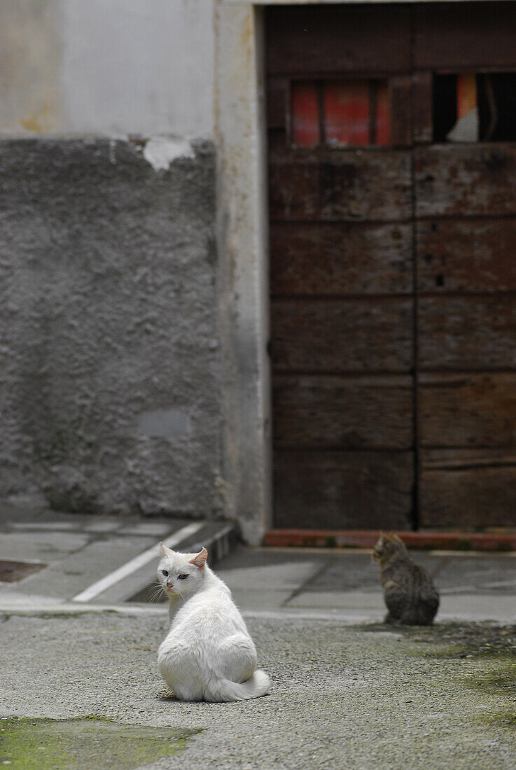 Zwei Katzen vor einer Tür in einem Bergdorf, Toskana, Italien, Europa