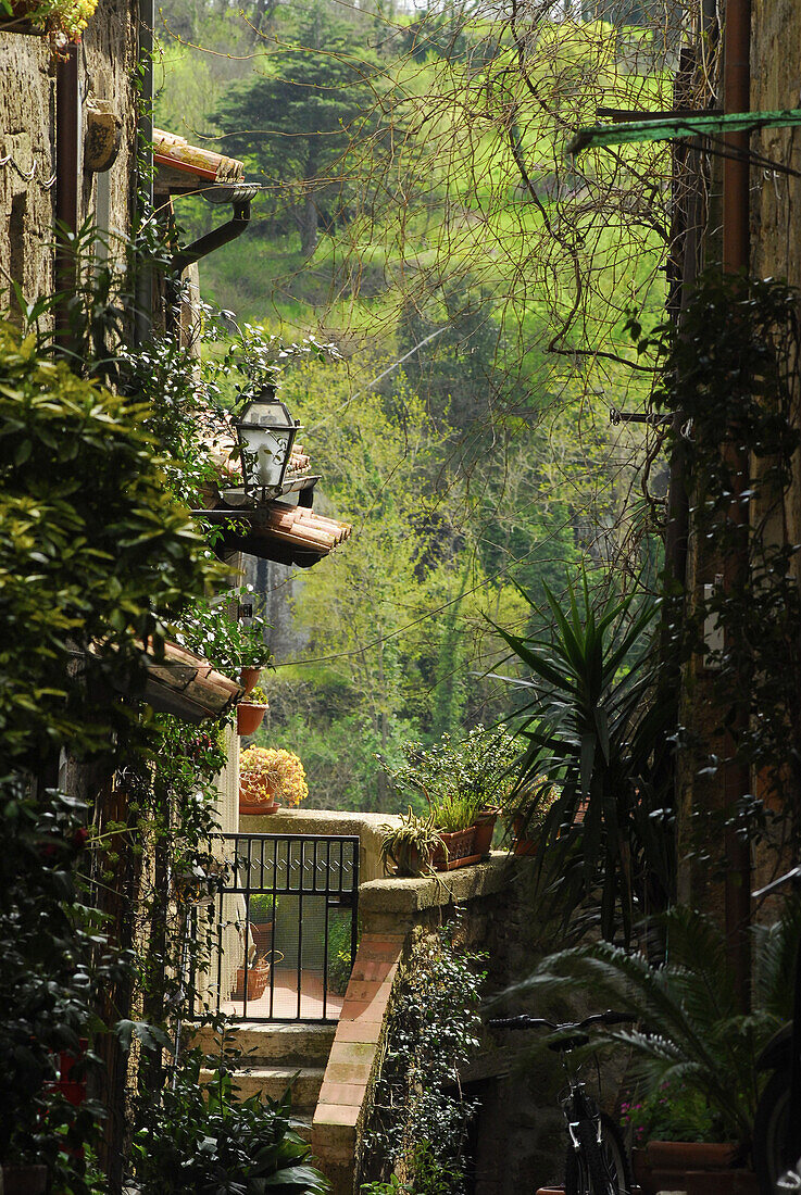 Trass city Pitigliano, view at plants in an alley, Pitigliano, Grosseto Region, Tuscany, Italy, Europe