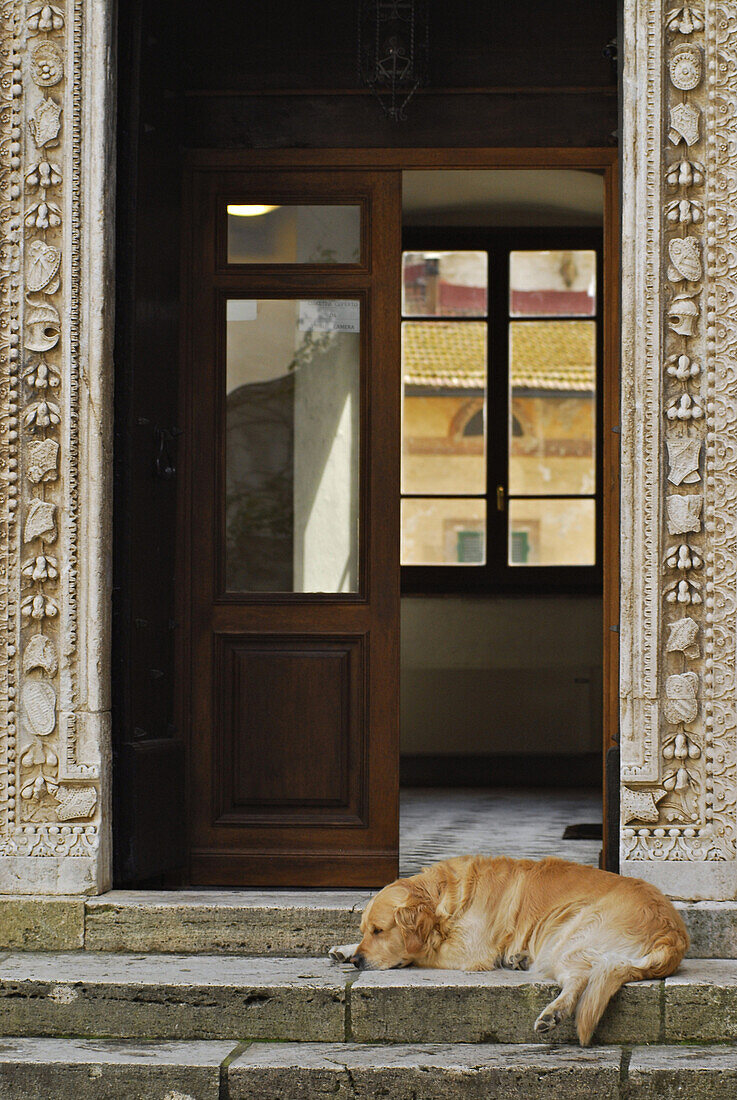 Dog lying on stairs in front of entrance of Palazzo Orsini, Trass city Pitigliano, Grosseto Region, Tuscany, Italy, Europe