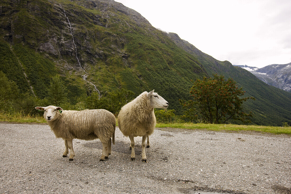 Zwei Schafe auf einer Landstrasse, Sogn og Fjordane, Südnorwegen, Norwegen, Skandinavien; Landschaft, Europa