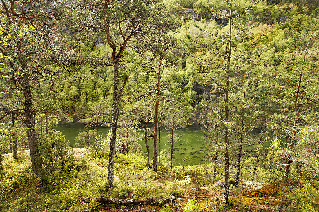 Verwitterte Kiefern am Flußufer, Hordaland, Norwegen, Skandinavien, Europa