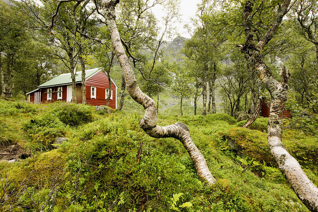 Red wooden house in a forest of birches at lake Fynderdalsvatnet, Folgefonn peninsula, Kvinnherad, Hordaland, Norway, Scandinavia, Europe