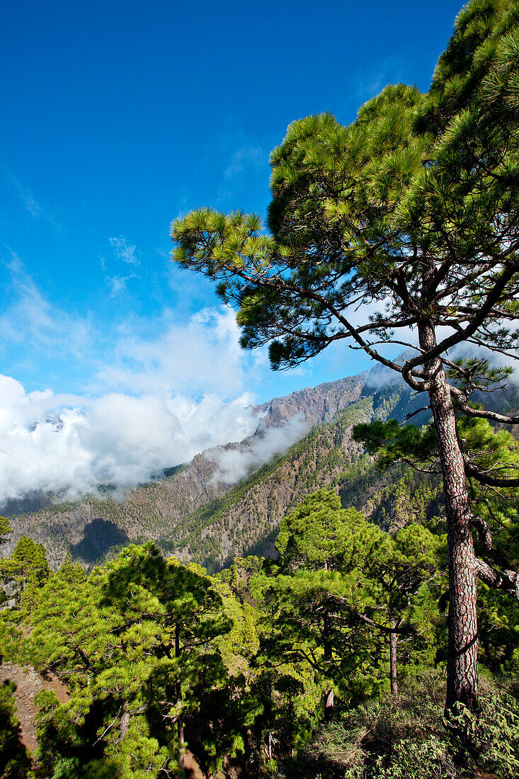Pine trees and mountains under blue sky, Caldera de Taburiente, Parque Nacional de Taburiente, La Palma, Canary Islands, Spain, Europe