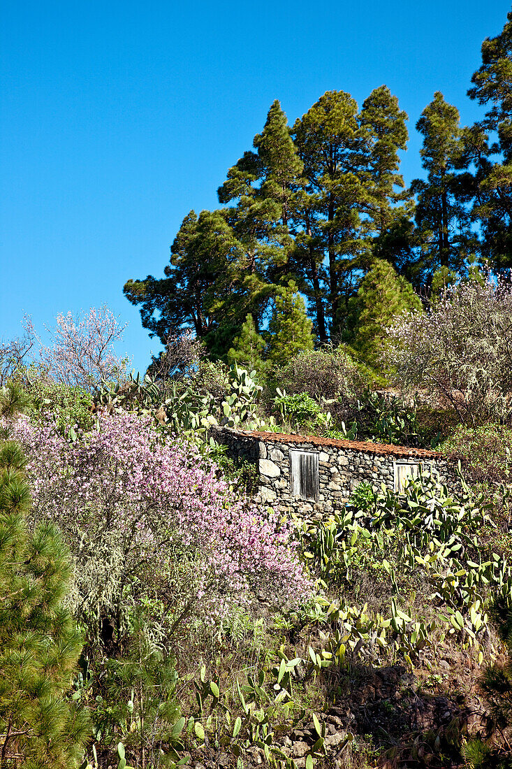 Haus und Mandelblüte im Sonnenlicht, El Jesus, La Palma, Kanarische Inseln, Spanien, Europa