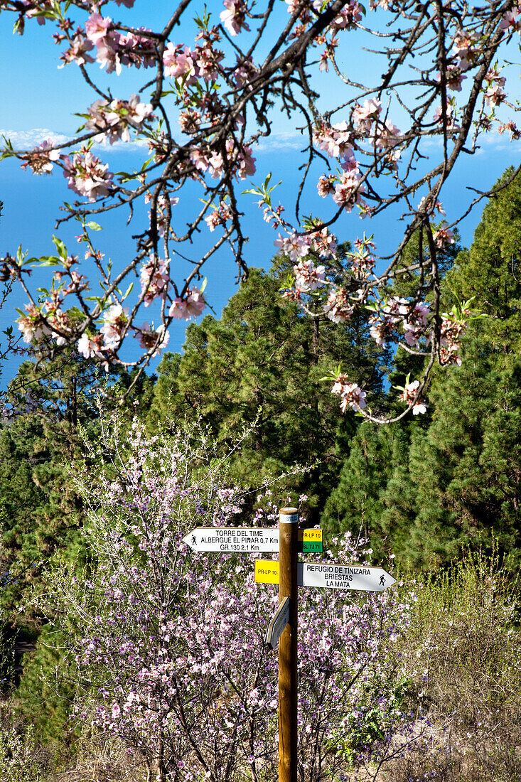 Wegweiser und Mandelblüte, El Jesus, La Palma, Kanarische Inseln, Spanien, Europa