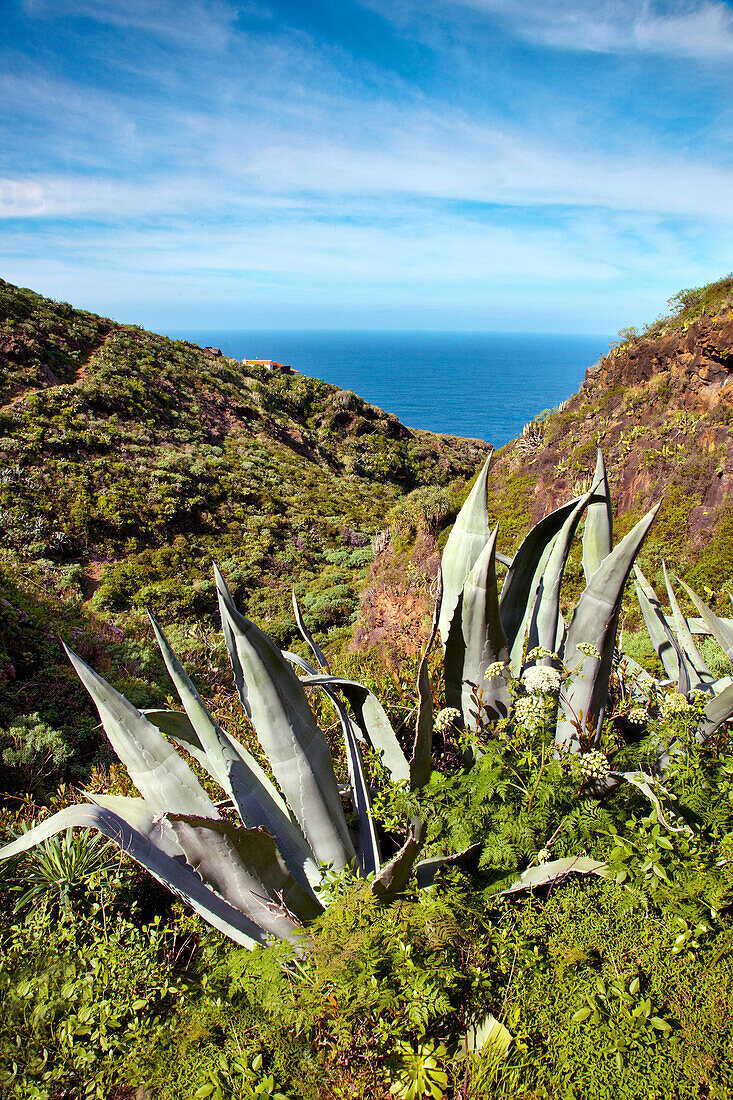 Agave in the sunlight, Santo Domingo de Garafia, La Palma, Canary Islands, Spain, Europe