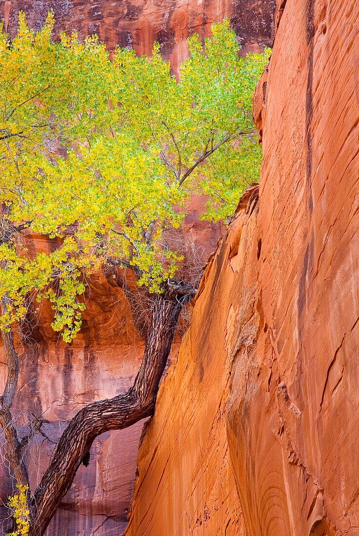 Cootnwood tree in Neon Canyon, Grand Staircase Escalante National Monument Utah