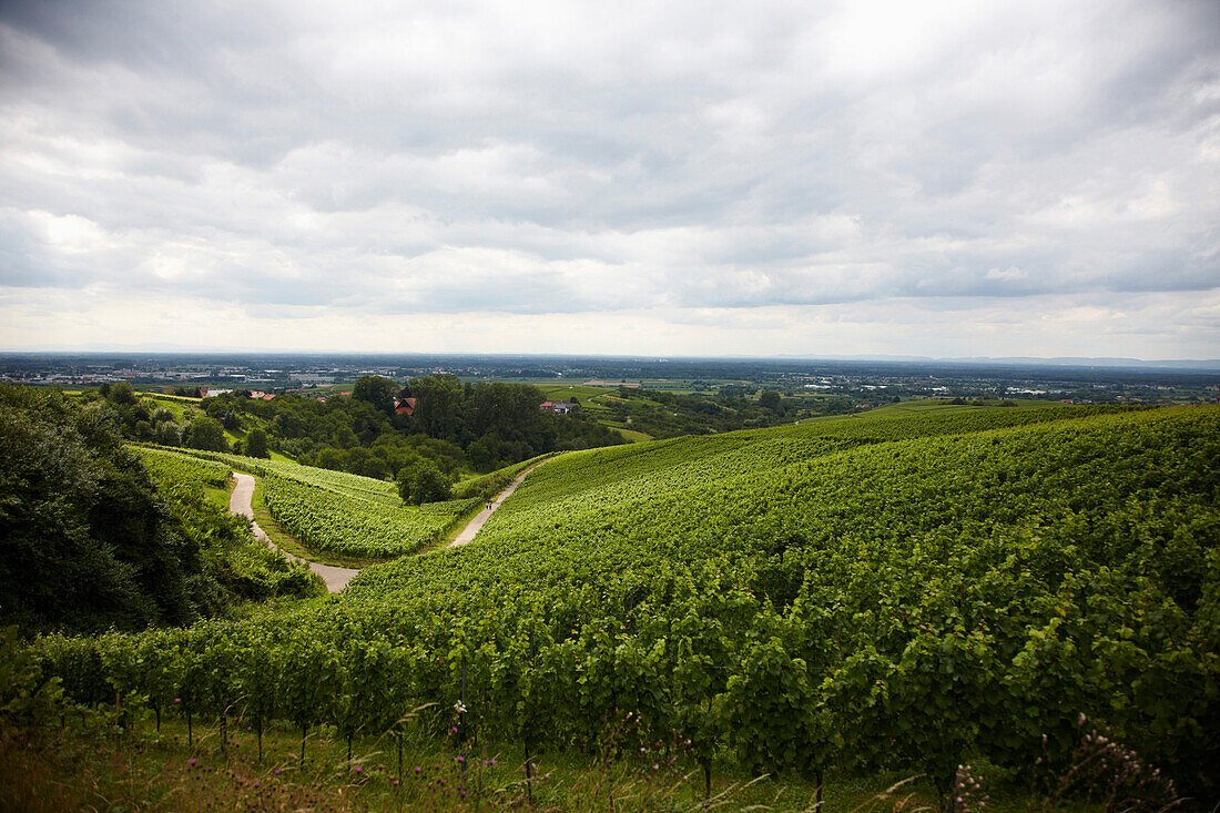 View over vineyards near Baden-Baden, Baden-Wuerttemberg, Germany
